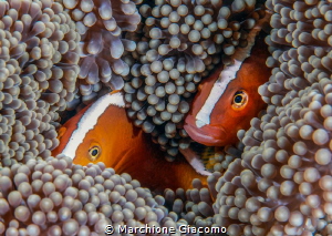 Sguardi .Clown fish and anemone. Indonesia Bali by Marchione Giacomo 